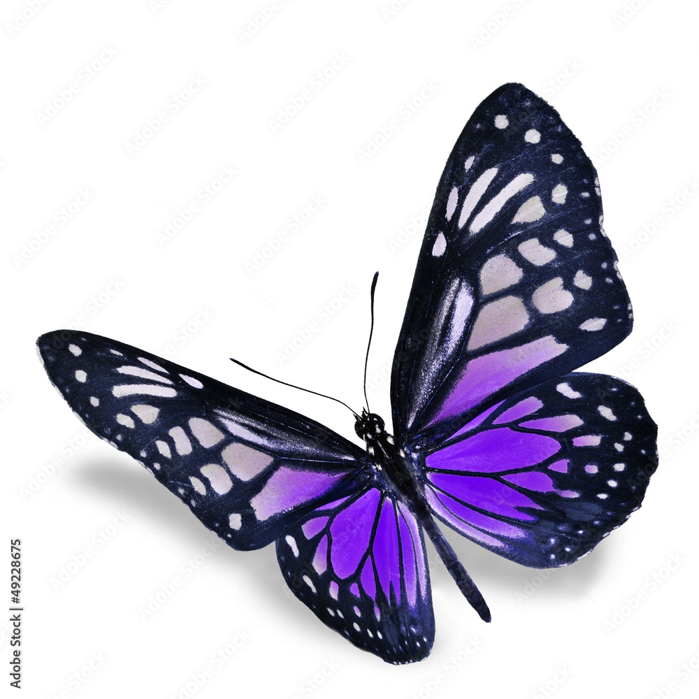 Naklejka premium Purple Butterfly