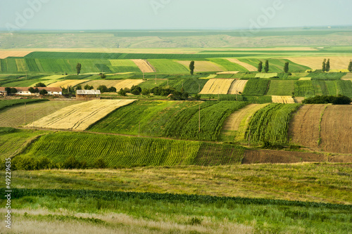 Cultivated green fields at summer
