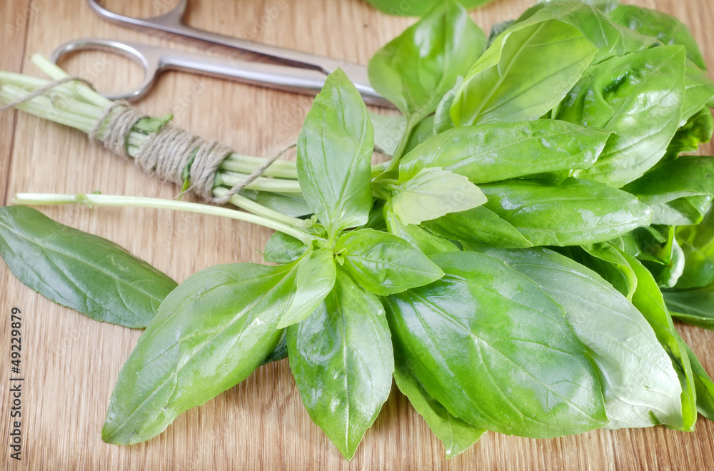 Fototapeta premium fresh basil