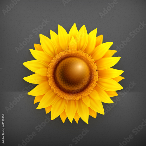 Fototapeta Naklejka Na Ścianę i Meble -  Sunflower