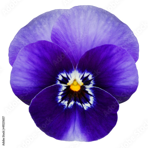 Blue pansy isolated on white with clipping path