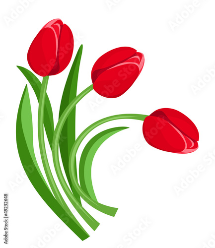 Fototapeta Naklejka Na Ścianę i Meble -  Three red tulips. Vector illustration.