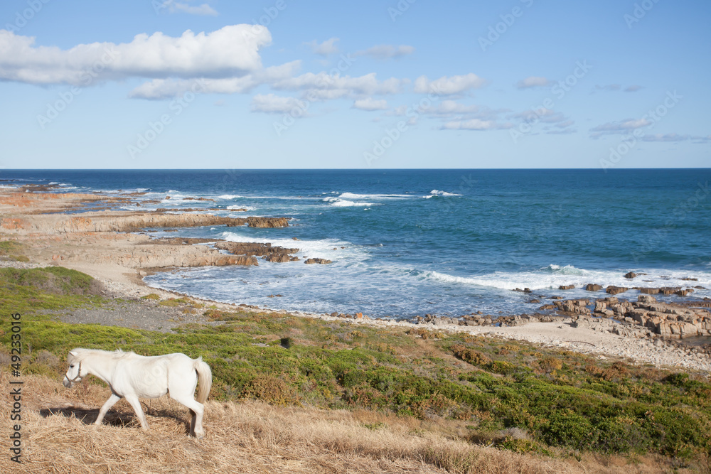 White horse. White horse.