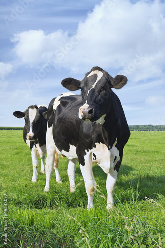 Holstein-Friesian cattle in a green Dutch meadow photo