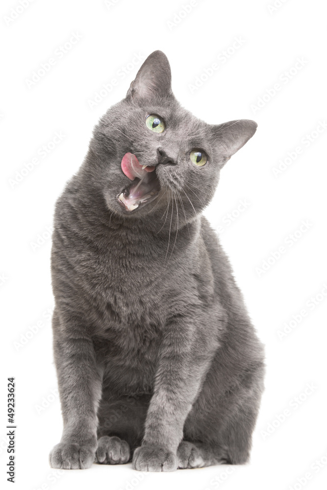 Fototapeta premium licking russian blue cat on isolated white