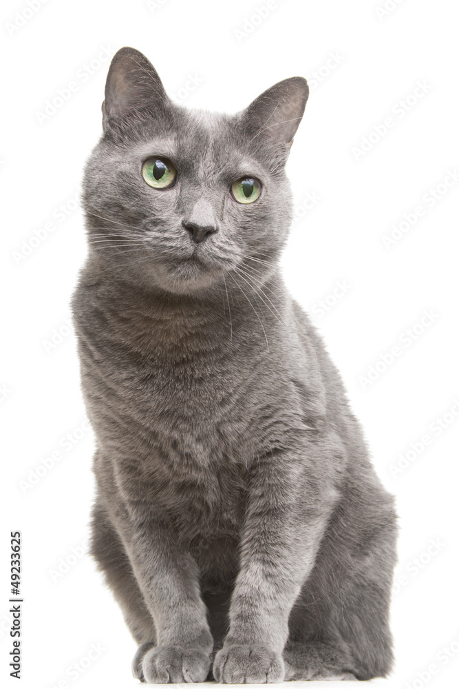Naklejka russian blue cat with green eyes sitting on isolated white
