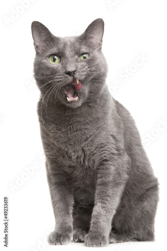 Photos licking russian blue cat on isolated white