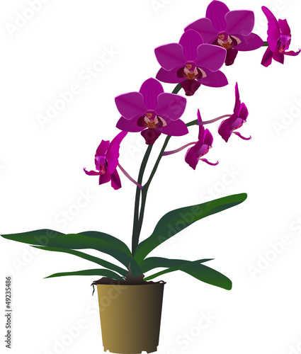 Fototapeta Naklejka Na Ścianę i Meble -  pink orchid flower branch in brown pot