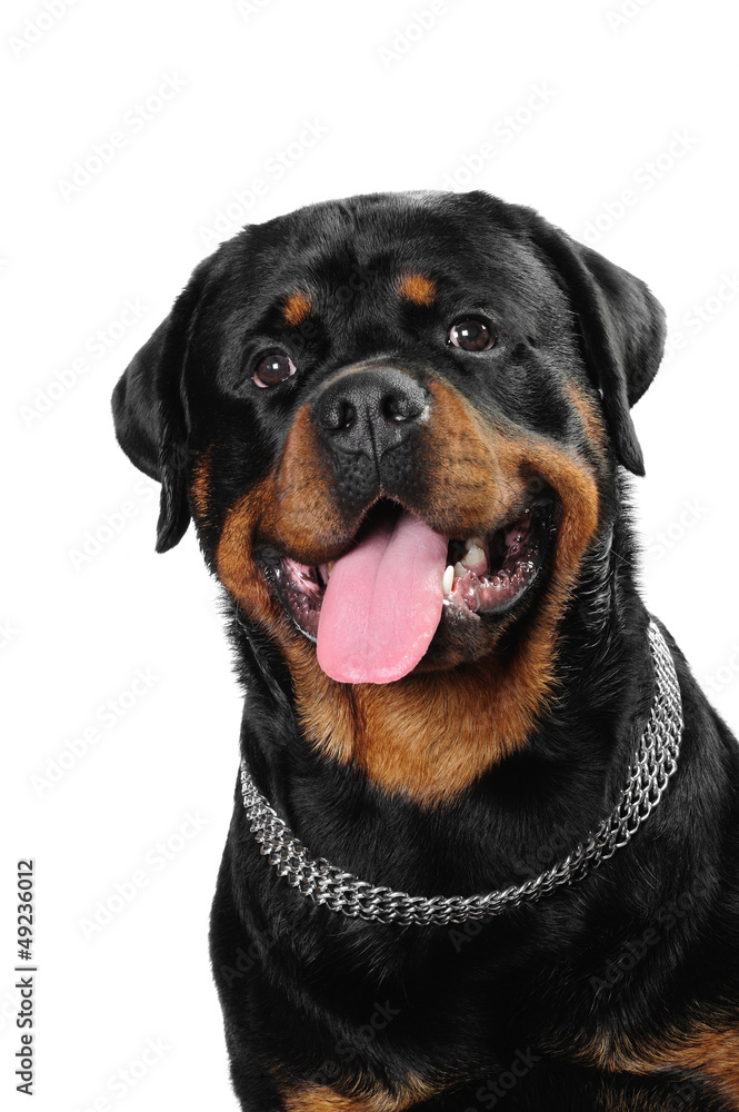 Rottweiller dog  in studio