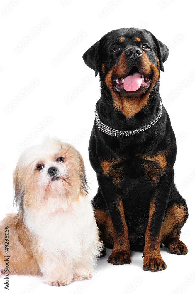 Rottweiller dog and a shih tzu in studio Rottweiller dog and a shih tzu in studio