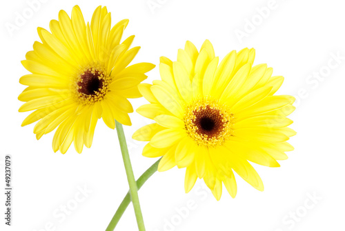 two yellow gerbera blossoms