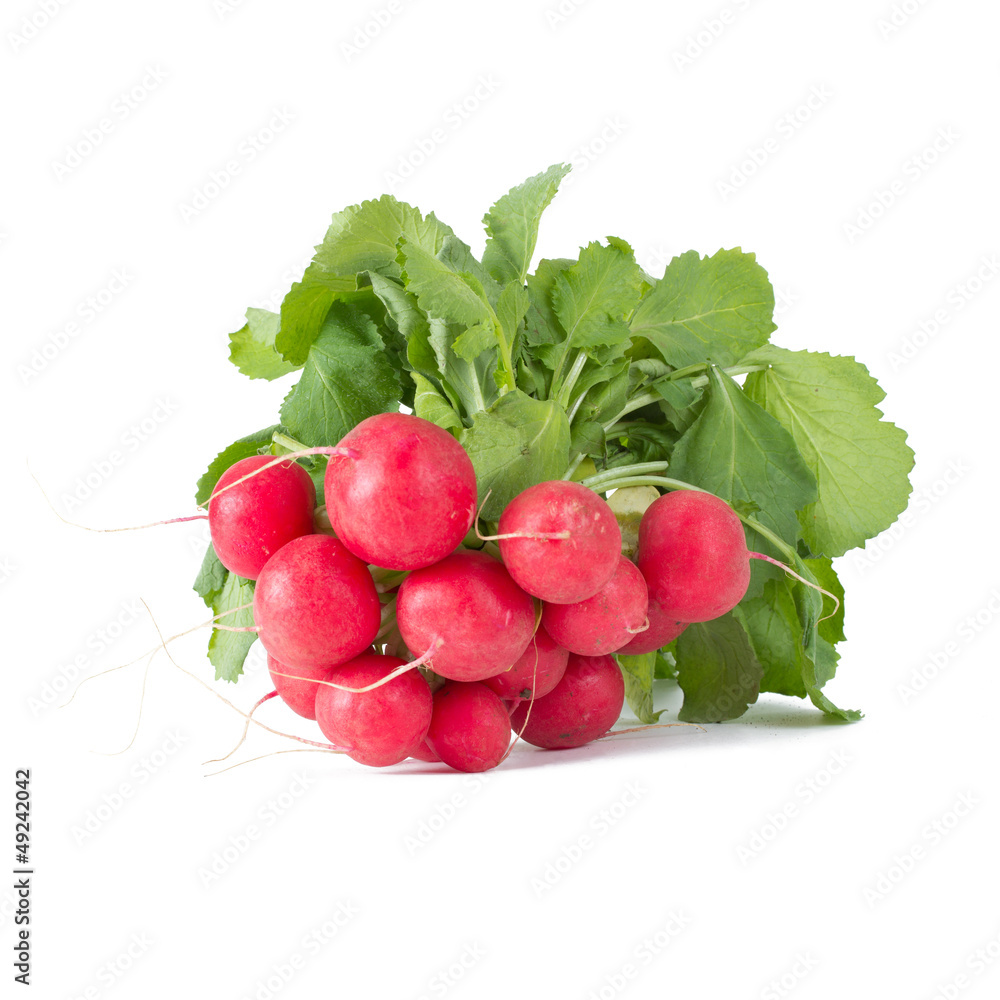 Bund Radieschen Stock 写真 | Adobe Stock