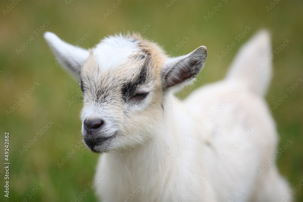Obraz premium Cute baby goat cub on lawn