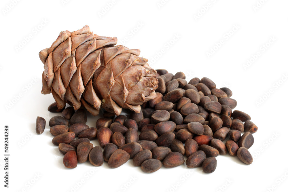Siberian pine cone and nuts Siberian pine cone and nuts