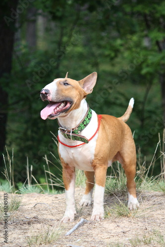 Red and white english bull terrier walking at the field