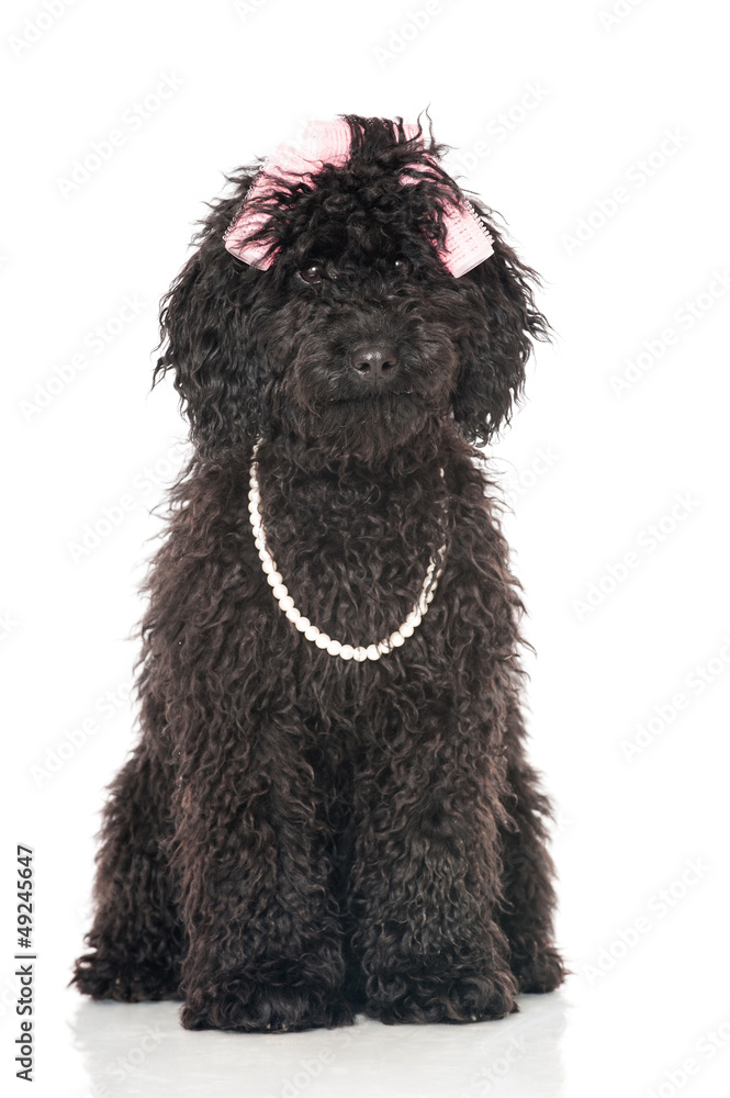 Black poodle - Schwarzer Pudel