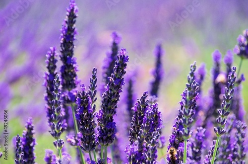 Fototapeta Naklejka Na Ścianę i Meble -  Lavendelfeld - lavender field 51