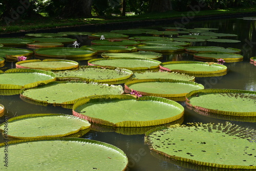 South American Water lily