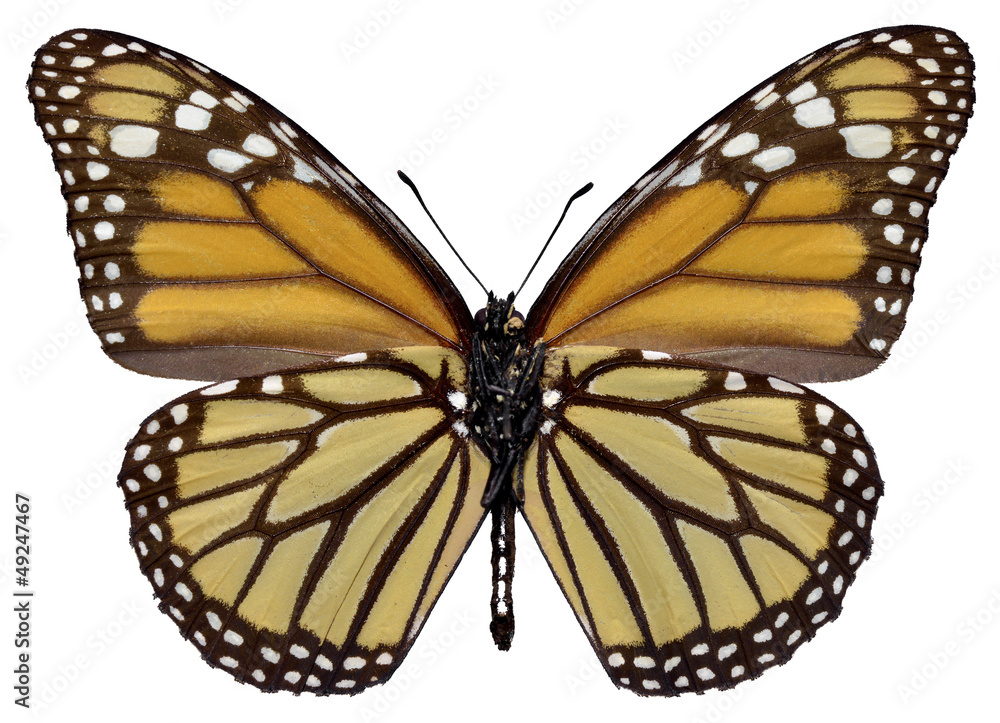 Naklejka premium Orange monarch (Danaus plexippus) butterfly seen from belove