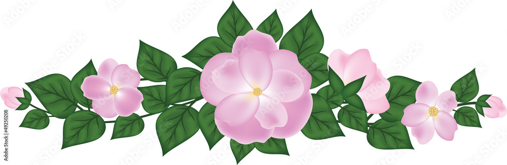 branch of rose branch of rose