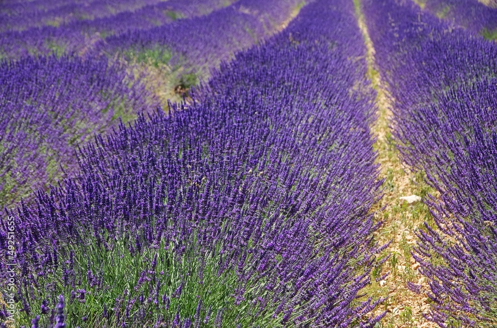 Obraz premium Lavendelfeld - lavender field 57