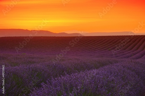 Lavendelfeld Sonnenuntergang - lavender field sunset 03