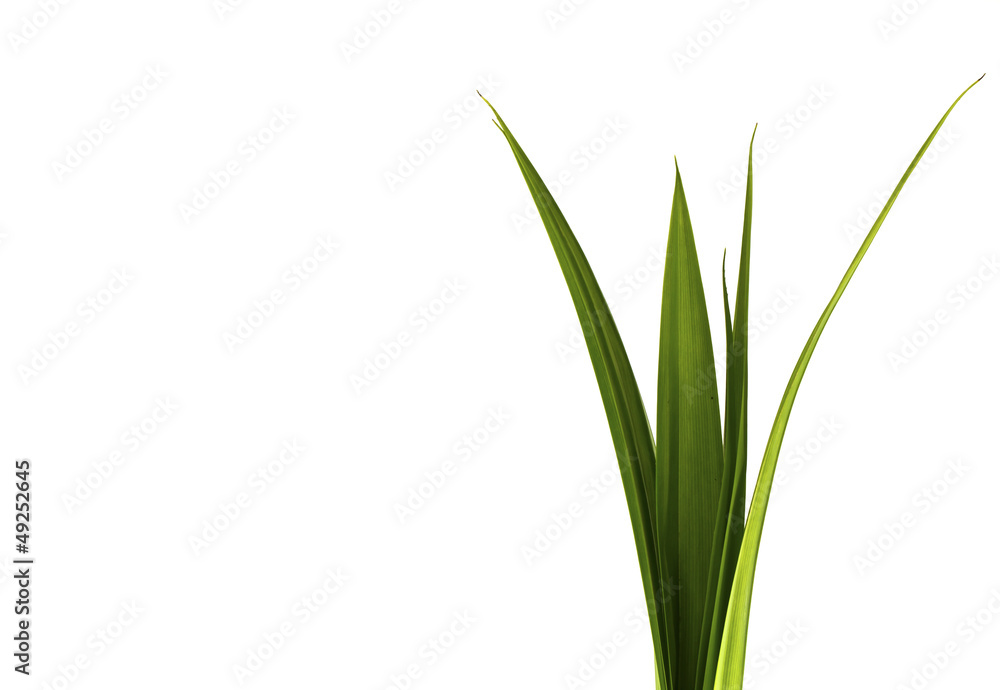 Green leaf texture Green leaf texture