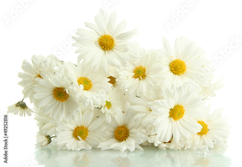 bouquet of beautiful daisies flowers  isolated on white