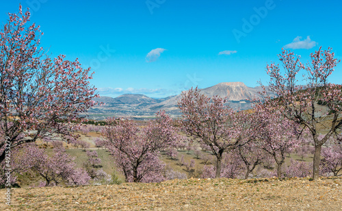 View of Almond Blossom fields, Velez Blanco, Almeria, Spain photo