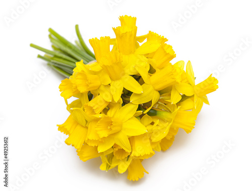 narcissus flowers isolated on white background