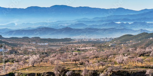 View of Almond Blossom, Huercal Overa, Almeria, Spain