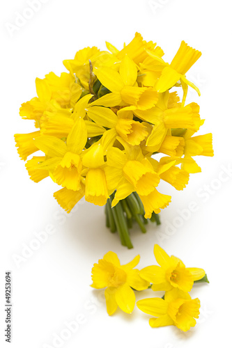 Fototapeta Naklejka Na Ścianę i Meble -  narcissus flowers isolated on white background