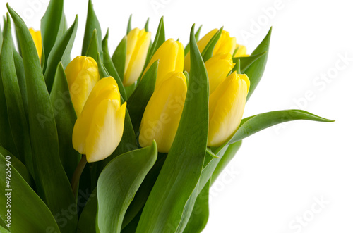 Fototapeta Naklejka Na Ścianę i Meble -  Bund gelber Tulpen