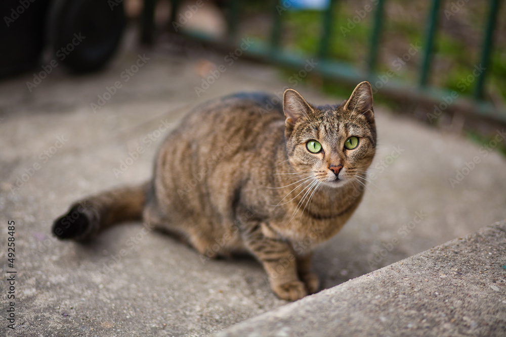 focused brown cat with breen eyes