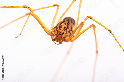 Long-legged spider