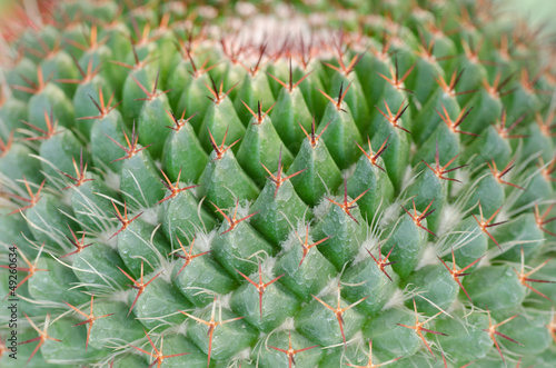 Wallpaper Mural cactus texture background Torontodigital.ca