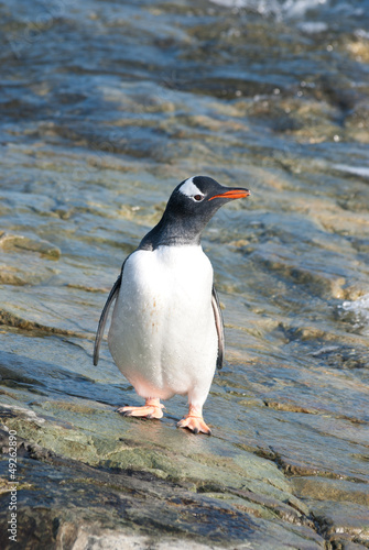 Gentoo penguin standing in the tidal zone.