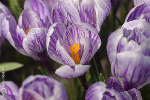 crocuses in spring day close up