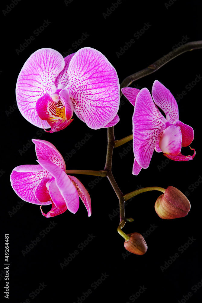 Obraz premium rosy beautiful orchid branch isolated on black background