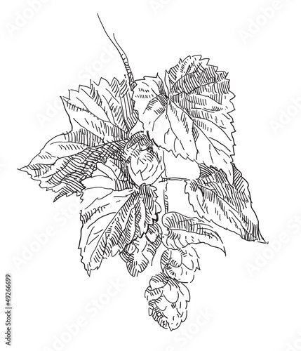 Hand drawing hop blossom