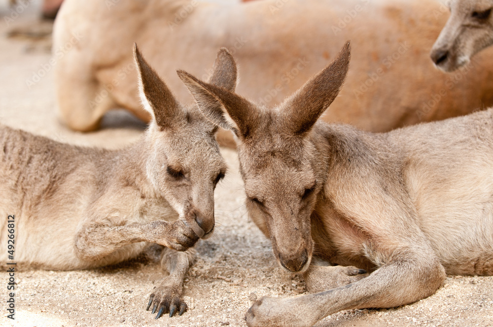 Kangaroos resting Kangaroos resting