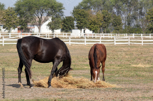 black horse and brown foal eat hay