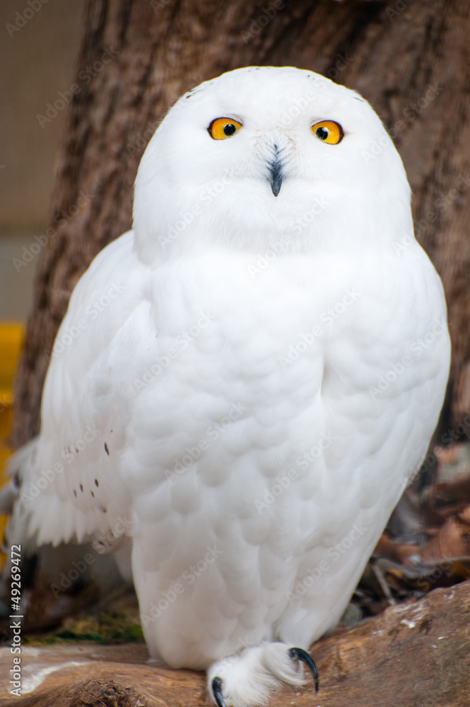 白いフクロウ