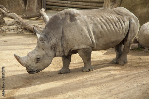 Rhinoceros in captivity.