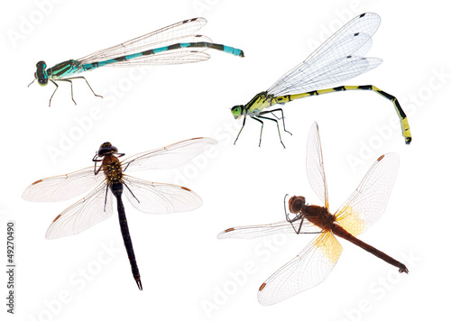 four color dragonflies on white background