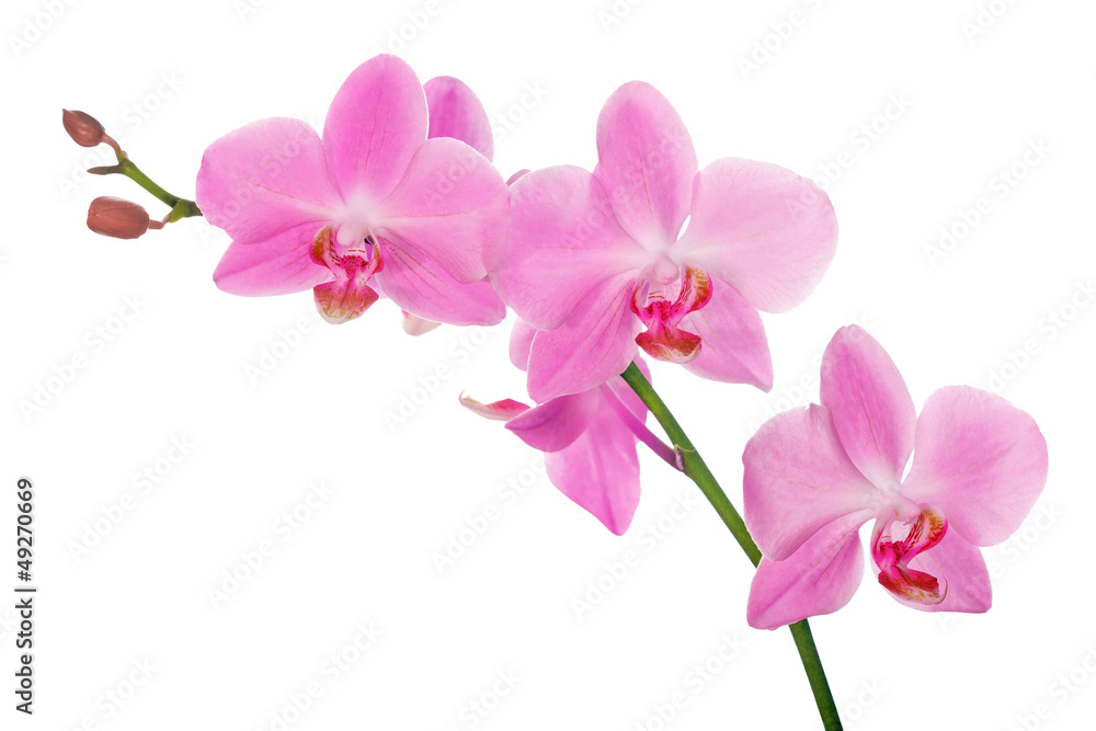 Fototapeta premium różowa gałąź orchidei z pięcioma kwiatami