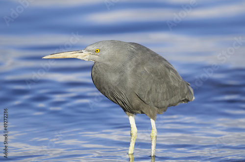 eastern reef heron