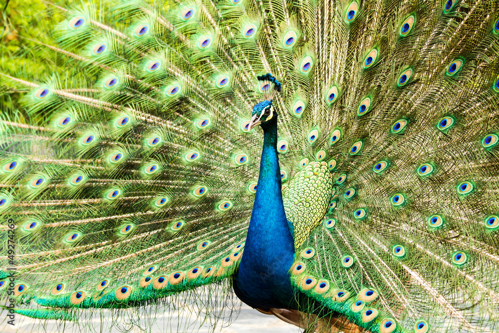 Obraz premium blue peacock in nightsafari chiangmai Thailand