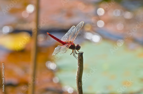 red dragonfly photo