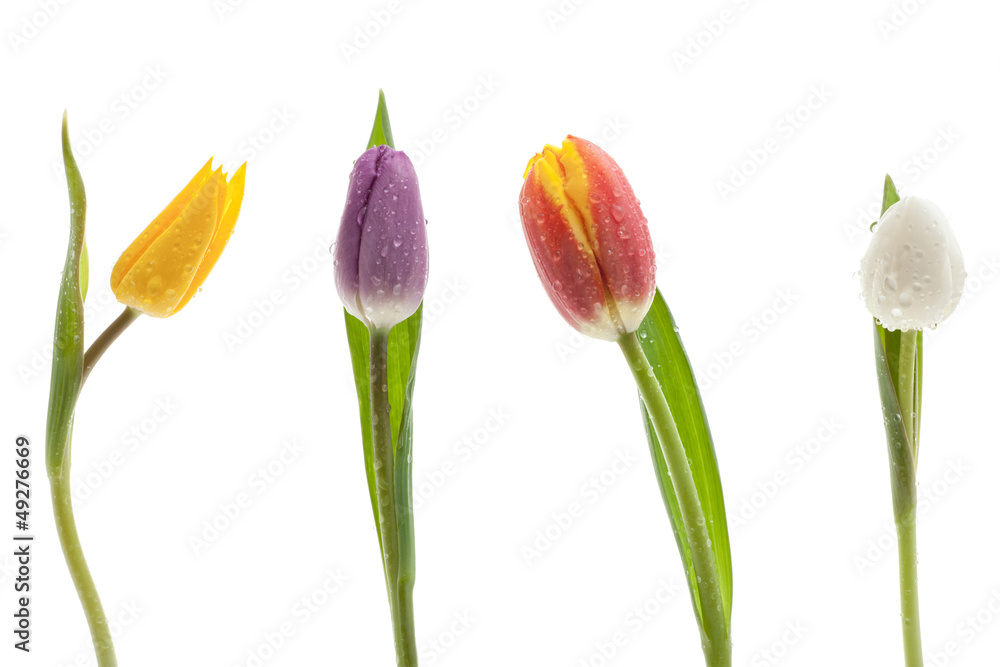 Bunte Tulpenreihe Bunte Tulpenreihe